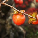 RCY Diospyros lotus Date Plum 5 AU Seeds