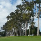 RCY Eucalyptus Citriodora  Lemon Scented Gum 20 AU seeds
