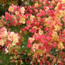 RCY 10 AU Seeds Red Rose Shower Tree Cassia marginata