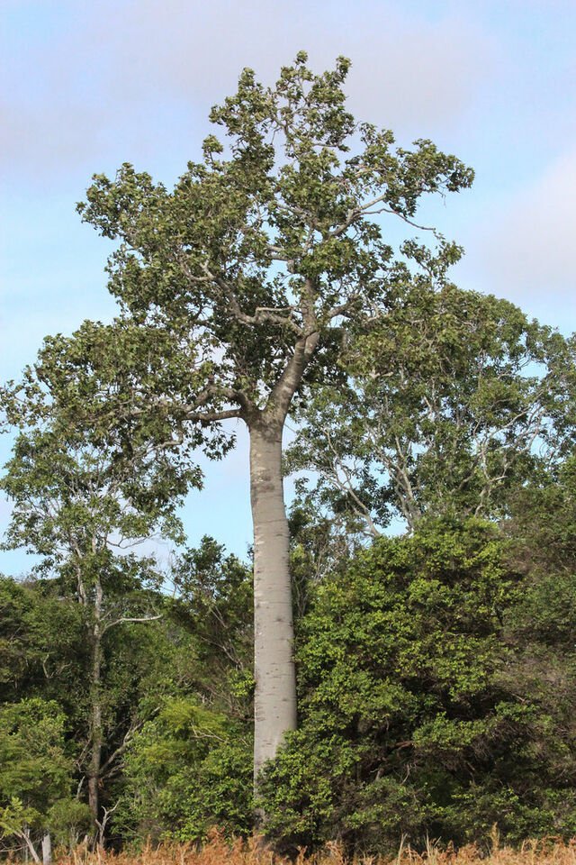 RCY Brachychiton australis Broad leaved Bottle Tree 10 AU Seeds