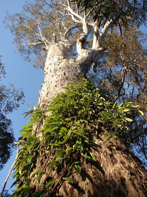 RCY 100 AU Seeds Forest Red Gum Eucalyptus Tereticornis