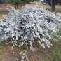 RCY 50 AU Seeds Risdon Peppermint Euclayptus risdonii