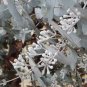 RCY 50 AU Seeds Risdon Peppermint Euclayptus risdonii