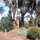 RCY Eucalyptus cladocalyx Sugar Gum 100 AU seeds