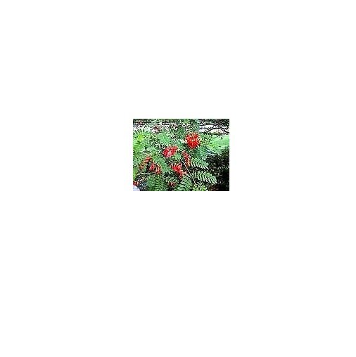 RCY Sesbania grandiflora Hummingbird Tree 10 AU seeds