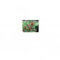 RCY Sesbania grandiflora Hummingbird Tree 10 AU seeds