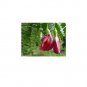 RCY Sesbania grandiflora Hummingbird Tree 10 AU seeds