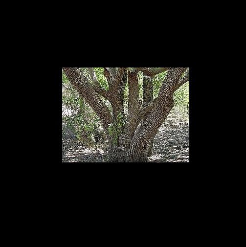 RCY Mimusops elengi Spanish Cherry 5 AU seeds
