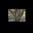 RCY Mimusops elengi Spanish Cherry 5 AU seeds