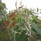 RCY 50 AU Seeds Yellow Top Mallee Ash Eucalyptus luehmanniana