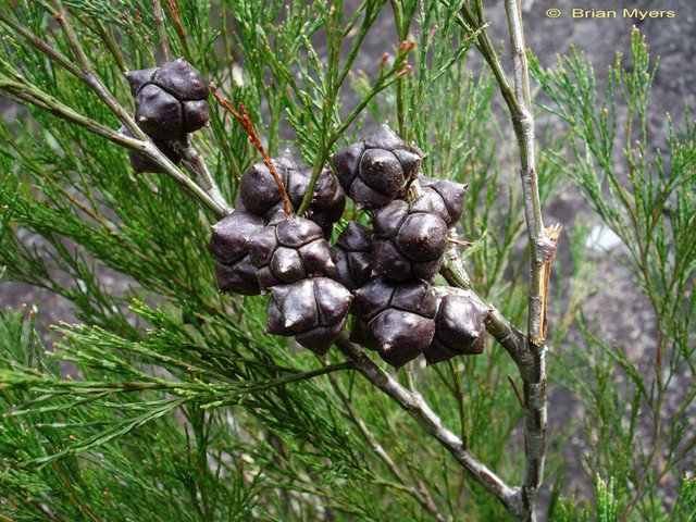 RCY Callitris rhomboidea Port Jackson Pine 50 AU Seeds