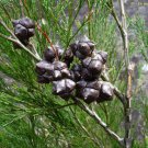 RCY Callitris rhomboidea Port Jackson Pine 50 AU Seeds