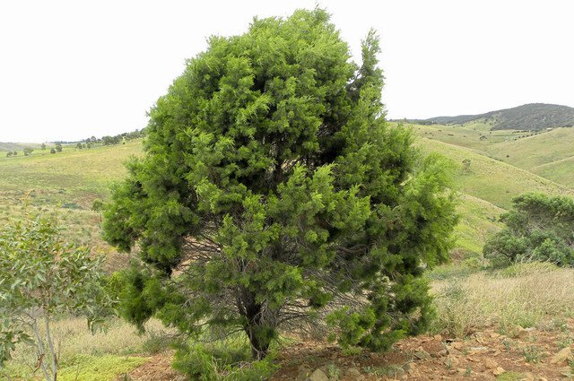 RCY Callitris Roei Cypress Pine 30 AU Seeds
