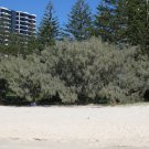 RCY 50 AU Seeds Dune She Oak allocasuarina lehmanniana