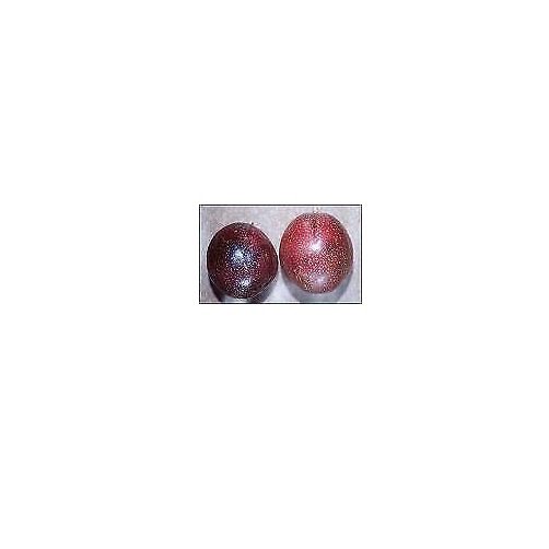 RCY Passiflora Panama Red Purple Passionfruit 10 AU Seeds