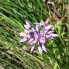 RCY Purple Tassel Lily Sowerbaea laxiflora 10 AU Seeds Fresh