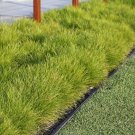 RCY Matt Rush Lomandra longifolia 40 AU Seeds Fresh