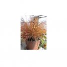 RCY Anemanthele lessoniana  Pheasants Tail Grass 50 AU Seeds