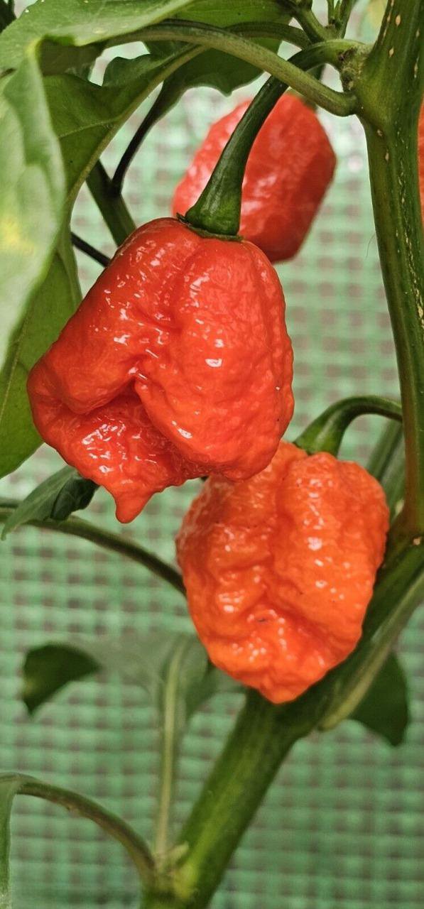 RCY 10 AU Seeds Chilli Dragons Breath