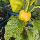 RCY Trinidad Perfume Chilli 10 AU Seeds
