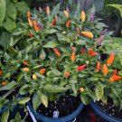 RCY 10 AU Seeds Chilli Bolivian Rainbow