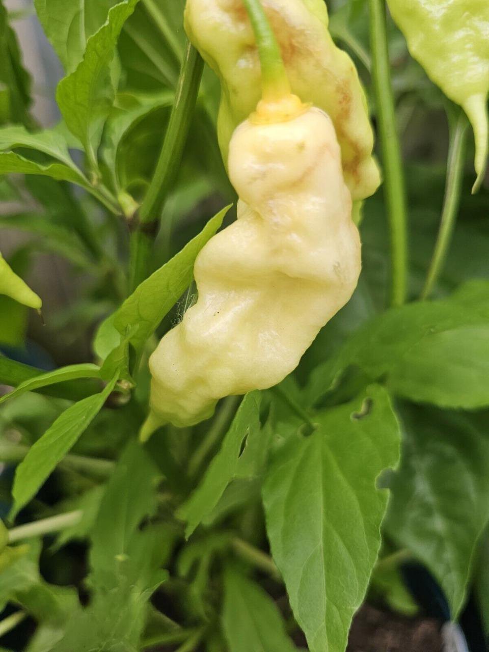 RCY 10 AU Seeds  Chilli JPGS x WHITE Ghost Limited Available