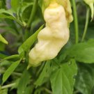 RCY 10 AU Seeds  Chilli JPGS x WHITE Ghost Limited Available