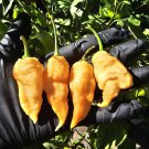 RCY 10 AU Seeds Chilli Jays Peach Ghost Scorpion