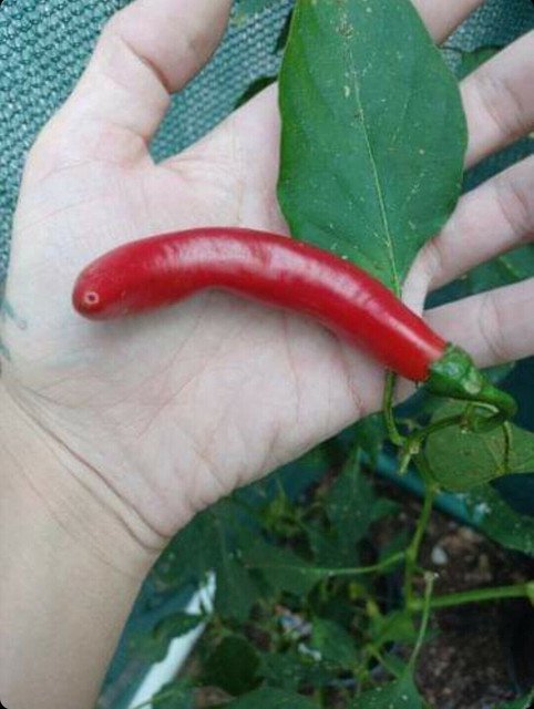 RCY 1 AU Seed Caysan Chilli Pepper A Moderately Hot High Yield