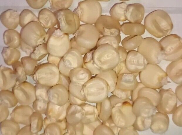 RCY 4 Pack Multi Corn 40 AU Seeds
