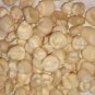 RCY 4 Pack Multi Corn 40 AU Seeds