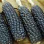 RCY 4 Pack Multi Corn 40 AU Seeds
