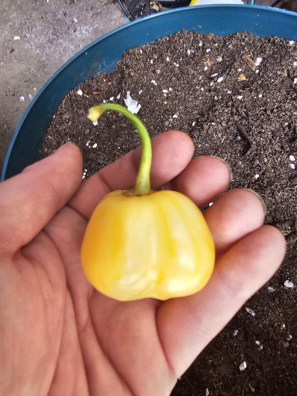 RCY 10 AU Seeds Chilli Aji Fantasy Stripey