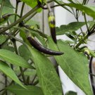 RCY Black Chilli Zimbabwe Variegated 10 AU Seeds