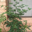 RCY 12 AU seeds Rare Capsicum Baccatum Chilli Brazil Wild