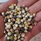 RCY Corn Bubblegum Glass Gem 10 AU SEEDS