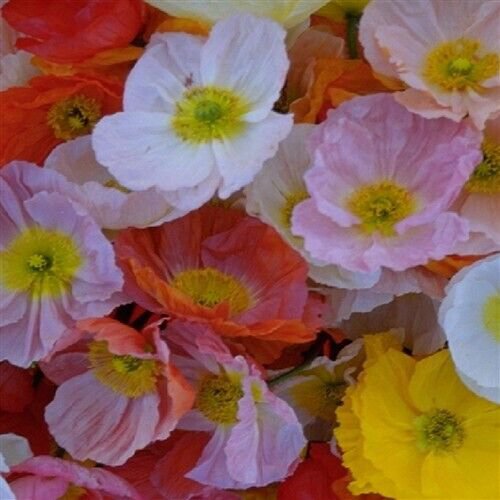 RCY Papaver nudicaule Poppy Australis Mix 50 AU Seeds