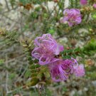 RCY 50 AU SEEDS Melaleuca pulchella CLAW HONEY MYRTLE Australian Native