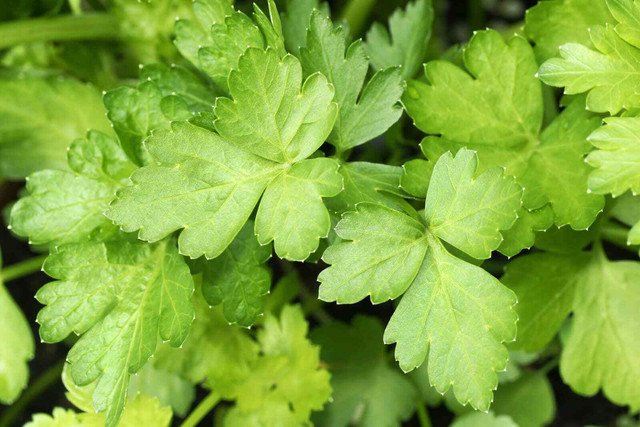 RCY 500 AU Seeds PARSLEY Italian Flat Leaf Heirloom Herbs