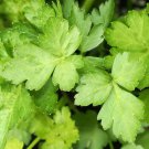 RCY 500 AU Seeds PARSLEY Italian Flat Leaf Heirloom Herbs