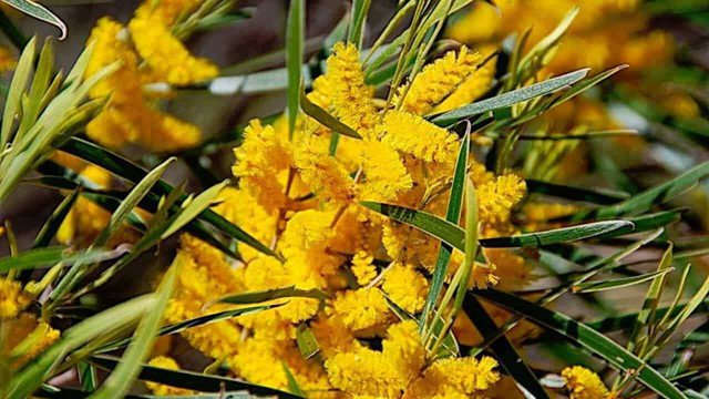 RCY 10 AU Seeds Raspberry Jam Wattle ACACIA ACUMINATA Narrow Leaf Form