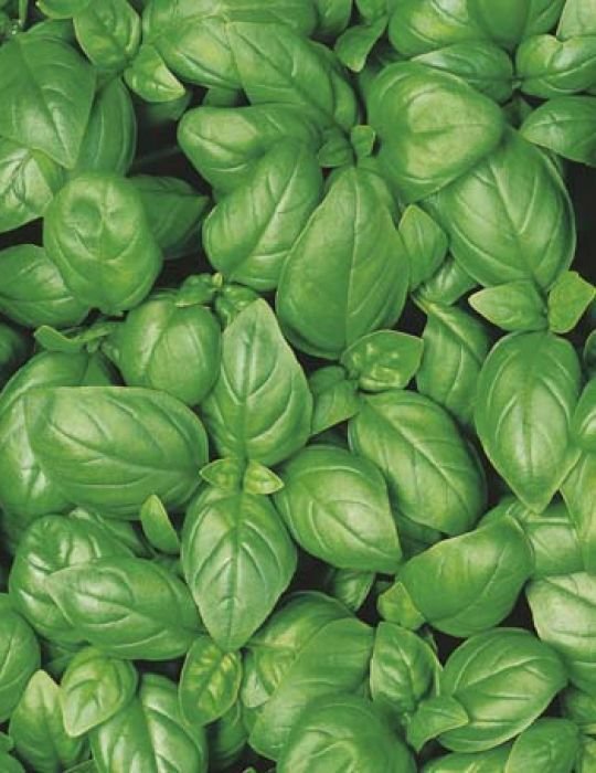 RCY Basil 3000 AU Seeds Sweet Italian Genova Bulk