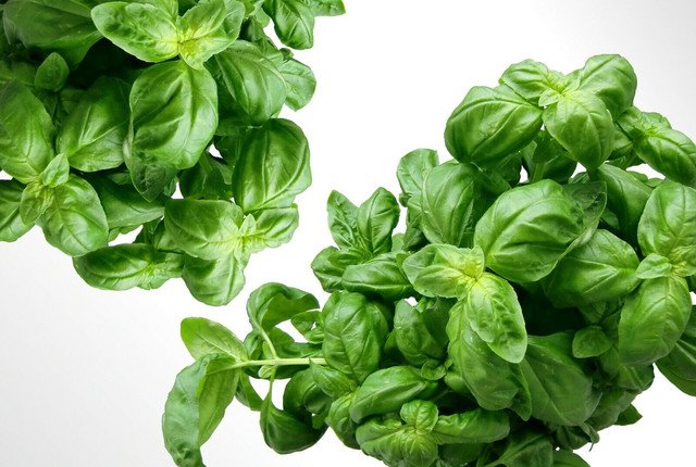 RCY 100 AU Seeds Sweet Basil Genovese Herb Garden Italian Basil Pest Genovase