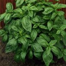RCY 100 AU Seeds Sweet Basil Herb Ocimum Pesto Flavour Annual Cooking Green Best Rich