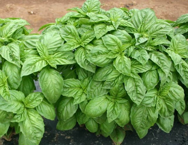 RCY 100 AU Seeds BASIL Large Leaf SWEET ITALIAN Herb
