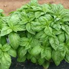 RCY 100 AU Seeds BASIL Large Leaf SWEET ITALIAN Herb