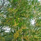 RCY Sydney Golden Wattle Acacia longifolia 30 AU Seeds Pack