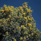 RCY 60 AU Seeds Acacia obliquinervia Mountain Hickory Wattle