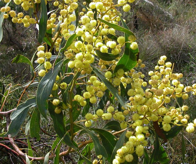RCY GOLDEN WATTLE Acacia pycnantha Australian Native 100 AU Seeds