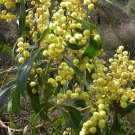 RCY GOLDEN WATTLE Acacia pycnantha Australian Native 100 AU Seeds